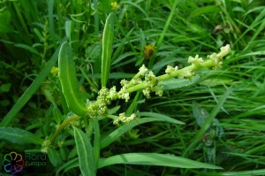 Chenopodium glaucum